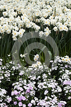 White Theme Flower Garden