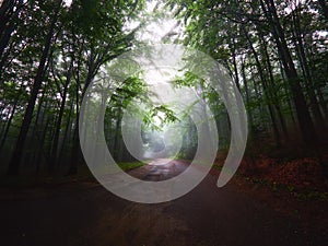 White thick mist in dark forest with rusty leaves in autumn