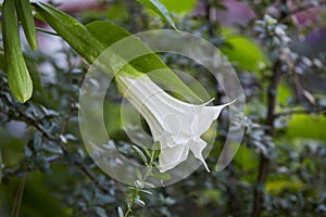 White thorn apple Datura inoxia beautiful flower. Trumpet shaped flower of hallucinogen plant Devil`s Trumpet, also called