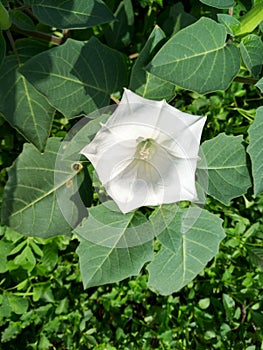 White thorn apple flower
