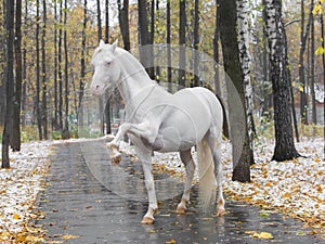 A white thoroughbred pony horse on the track in the autumn park. Stallion stands