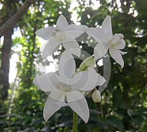 This is white three ochid flowers in the tree