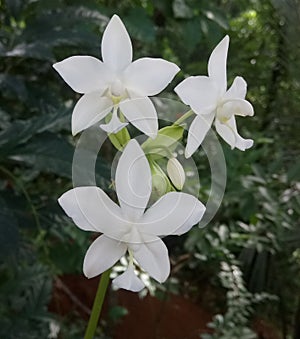 This is white three ochid flowers in the tree
