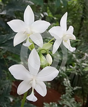 This is white three ochid flowers in the tree