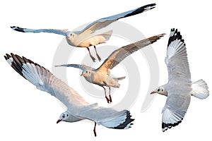 White three seagulls bird set isolated