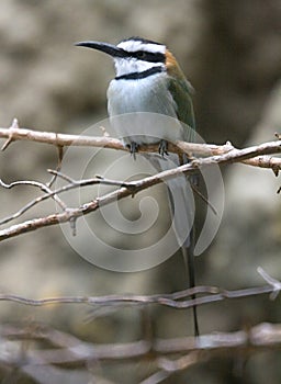 White Throated Bee-Eater