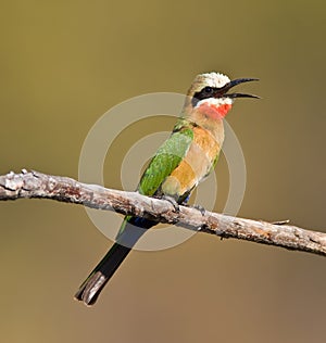 White-throated Bee-eater
