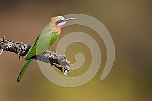 White-throated Bee-eater