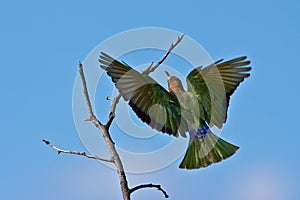 White-throated Bee-eater
