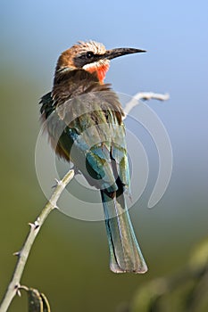 White-throated Bee-eater