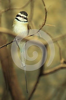 White-throated bee-eater