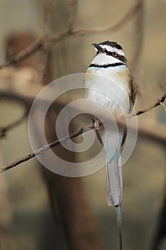 White-throated bee-eater