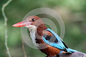 White Throated Breasted Kingfisher