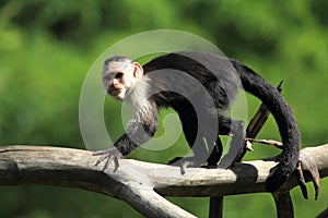White-throated capuchin