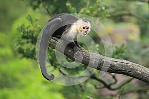 White-throated capuchin