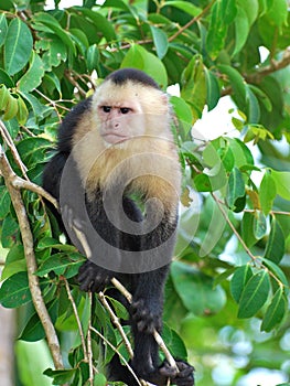 White-throated Capuchin monkey photo