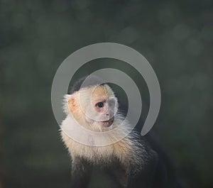 White-throated capuchin monkey