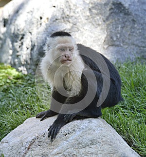 White-Throated Capuchin Monkey
