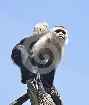 White-Throated Capuchin Monkey