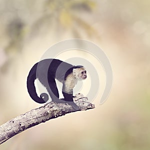 White Throated Capuchin Monkey