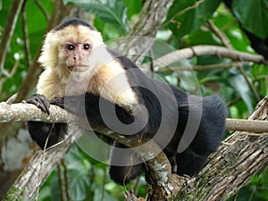 White Throated Capuchin