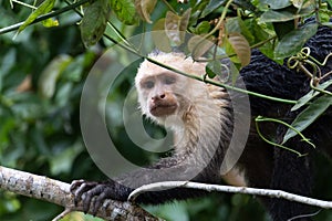 white -throated Capuchin monkey