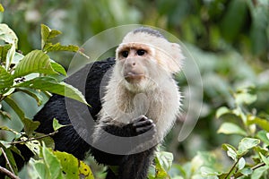 white -throated Capuchin monkey