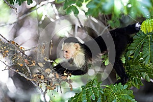 White-Throated Capuchin Monkey in Palo Verde National Park