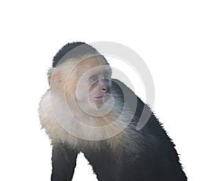 White Throated Capuchin Monkey watercolor