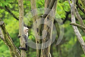 White-throated capuchin