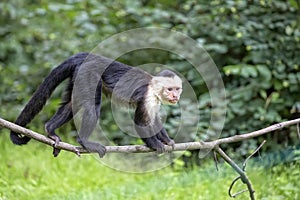 White-throated Capuchin in the wild