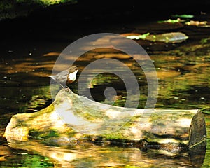 White Throated Dipper