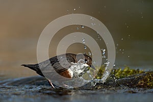 White-throated dipper