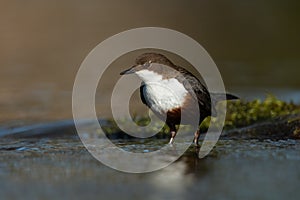 White-throated dipper