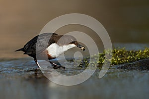 White-throated dipper