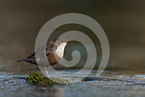 White-throated dipper