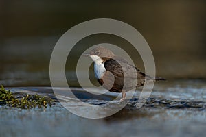 White-throated dipper