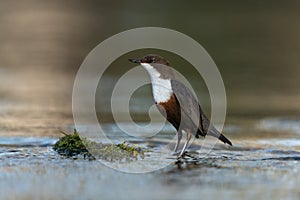 White-throated dipper