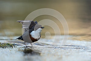 White-throated dipper