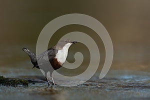 White-throated dipper