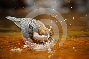 White-throated Dipper, Cinclus cinclus, brown bird with white throat in the river, waterfall in the background, animal behavior in