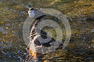 White-throated Dipper Cinclus cinclus