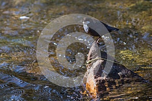 White-throated Dipper Cinclus cinclus