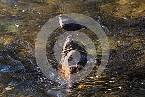 White-throated Dipper Cinclus cinclus