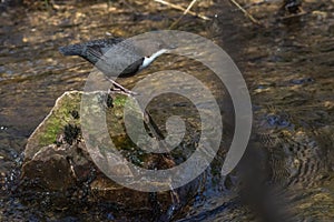 White-throated Dipper Cinclus cinclus