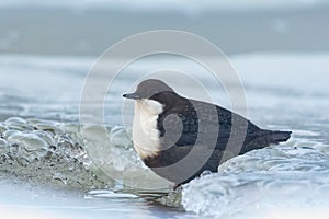 The white-throated dipper (Cinclus cinclus)