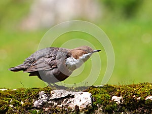 The White-throated Dipper (Cinclus cinclus),