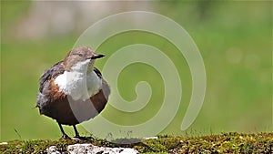 The White-throated Dipper (Cinclus cinclus)