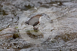 White-throated dipper (Cinclus cinclus)