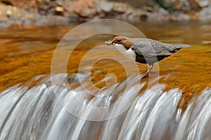 White-throated Dipper, Cinclus cinclus, brown bird with white throat in the river, waterfall in the background, animal behavior in